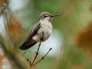 selective focus photo of hummingbird on tree branch during daytim