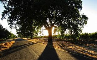 silhouette of tree, photography, nature, landscape, road