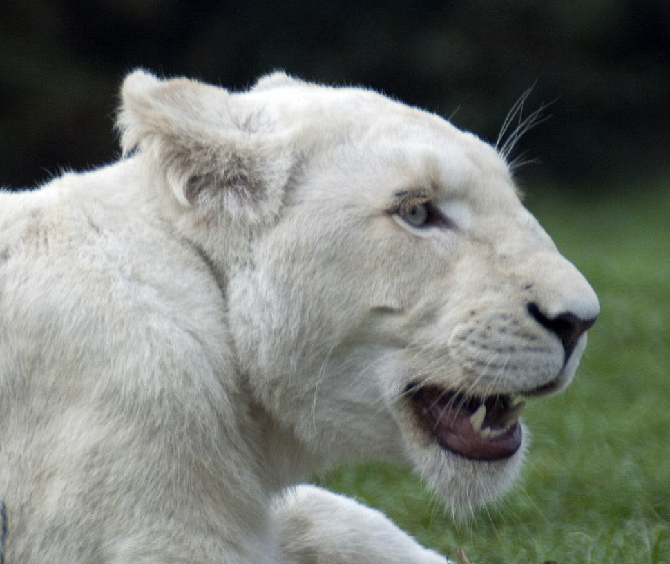 Lioness lying on grass field HD wallpaper