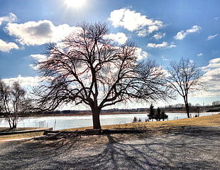 landscape photography of bare tree near body of water during daytime