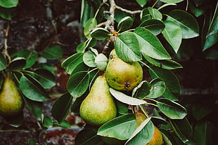 green pear fruit, Pear, Branch, Fruit HD wallpaper