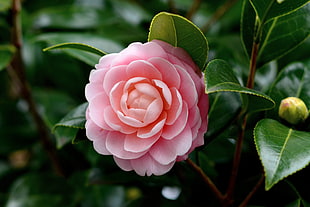 pink flower, camellia japonica HD wallpaper