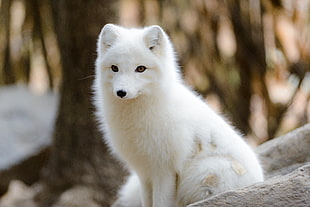 photo of long coated white dog, arctic fox
