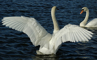 two white Swans on body of water at daytime