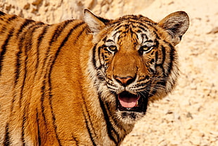 close-up photography of tiger