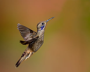 selective focus photography of Hummingbird, violetear HD wallpaper