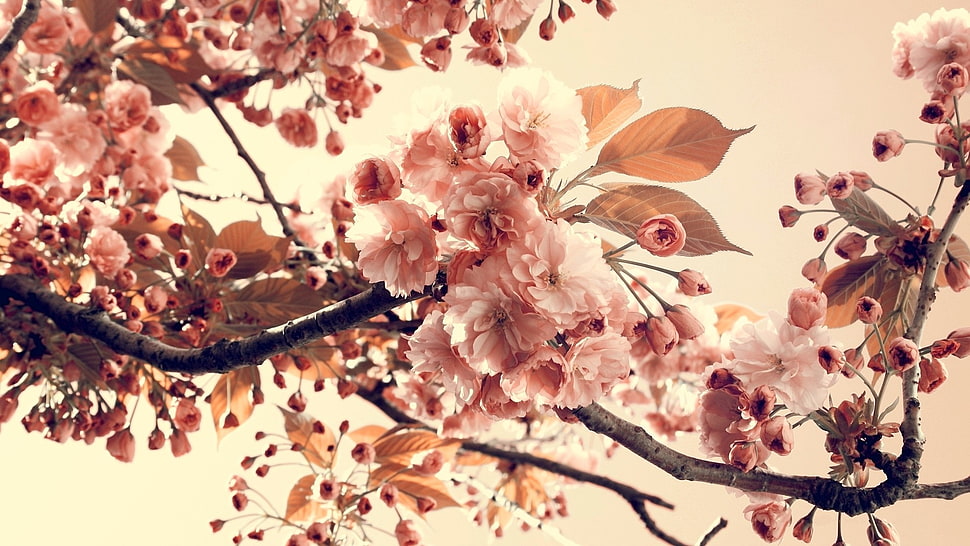 sakura blossoms, flowers, branch, plants HD wallpaper