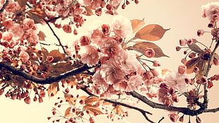 sakura blossoms, flowers, branch, plants