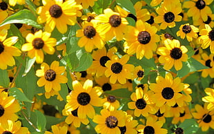 close up photo ofSunflower