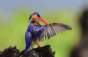 blue long beak bird perched on tree trunk, malachite kingfisher