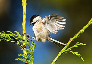 white and black bird on green plant, black-capped chickadee