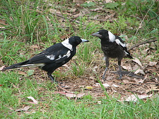 two black-and-white crows