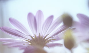selective focus photography of purple Osteospermum flower HD wallpaper