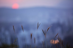 sunset, plants, mountains, top view HD wallpaper