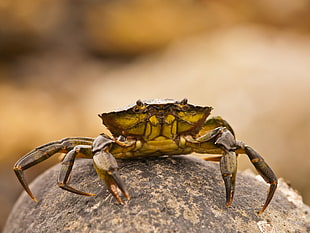 tilt shift photo beige Crab on stone