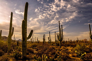 green Cactus lot surrounded by plants, sonoran desert HD wallpaper