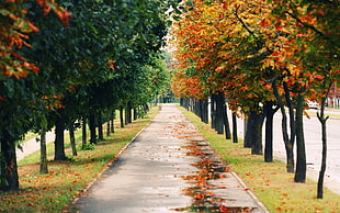 gray concrete narrow path way between green and brown leaf trees