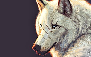 white fox digital wallpaper, wolf, animals, artwork