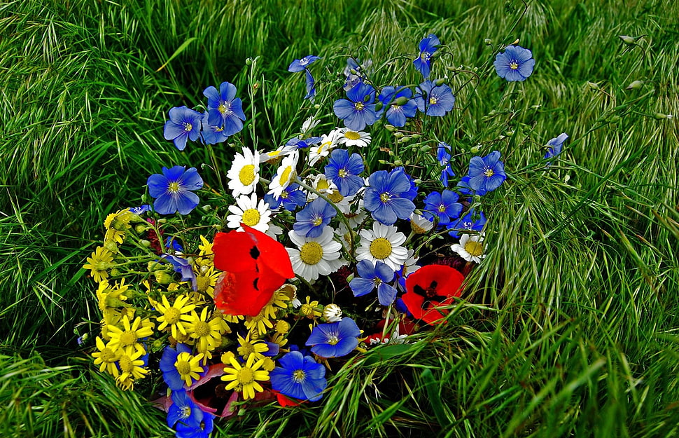 blue, white, and yellow petaled flowers HD wallpaper