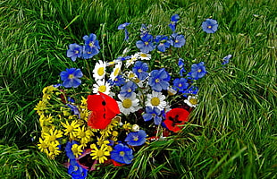 blue, white, and yellow petaled flowers