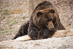black bear lying on brown wood log at daytime