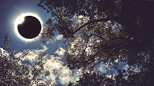 photo of tree during solar eclipse HD wallpaper