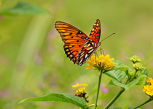 Fritillary Butterfly on yellow flower during daytime, lantana