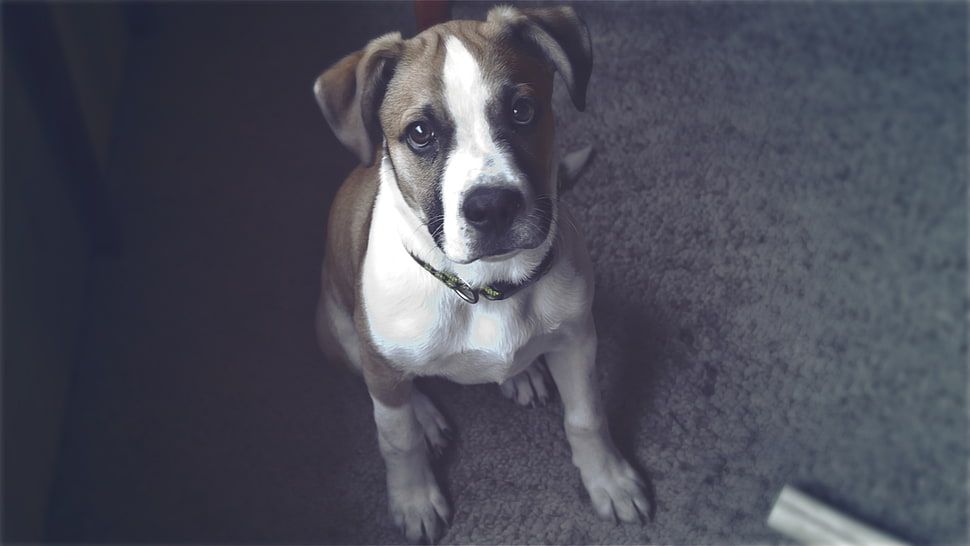 white and brown Jack Russell Terrier HD wallpaper