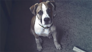 white and brown Jack Russell Terrier