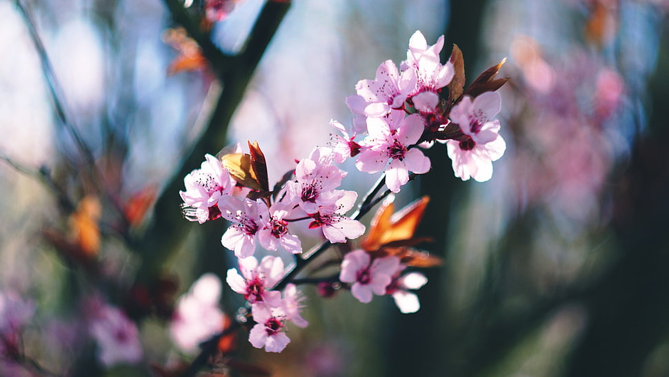 selective focus photo of pink petaled flowers, spring, blossoms, blossom, trees HD wallpaper