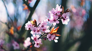 selective focus photo of pink petaled flowers, spring, blossoms, blossom, trees