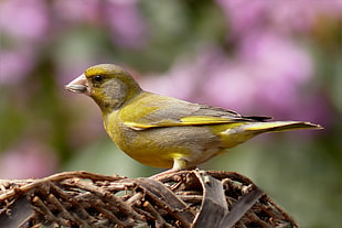 close up photography of yellow and grey bird on nest