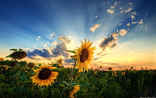 sunflower field, flowers