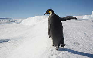 emperor penguin walking on ice HD wallpaper