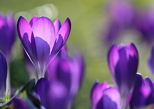 field of purple petaled flower