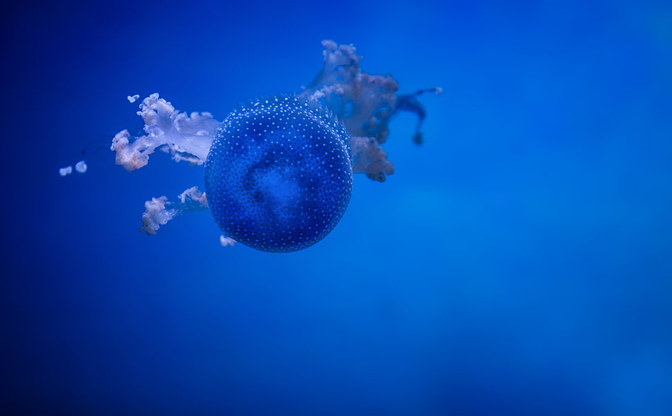 blue jellyfish underwater, phyllorhiza punctata HD wallpaper