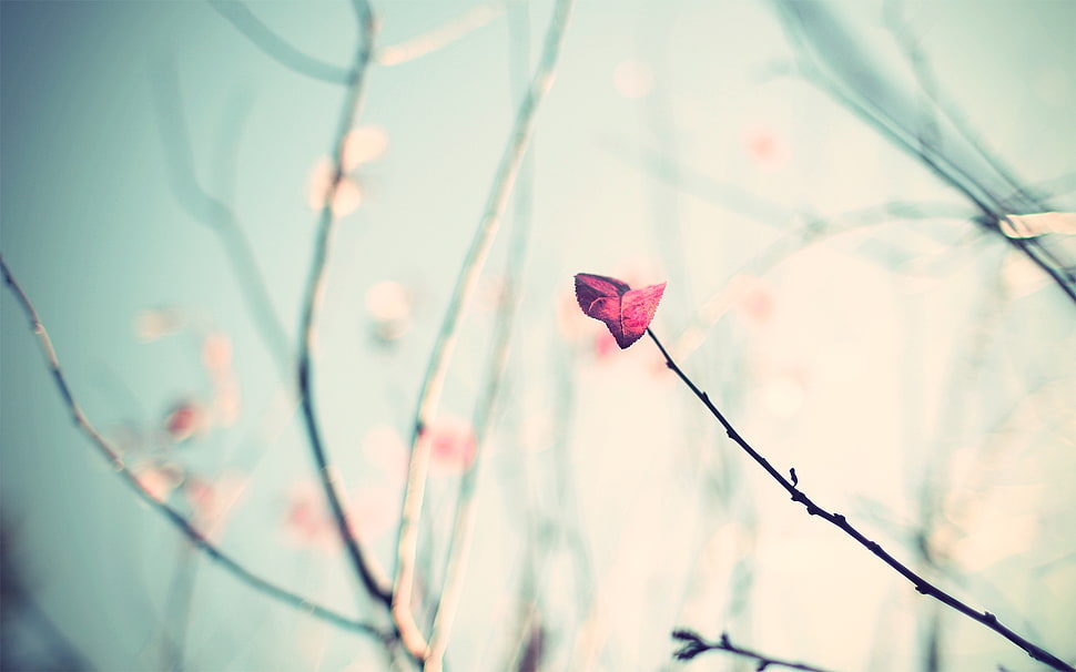 pink petaled flower in selective focus photo HD wallpaper