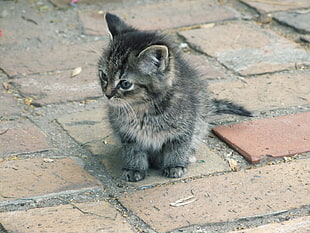 short-coated silver tabby cat on gray brick flooring