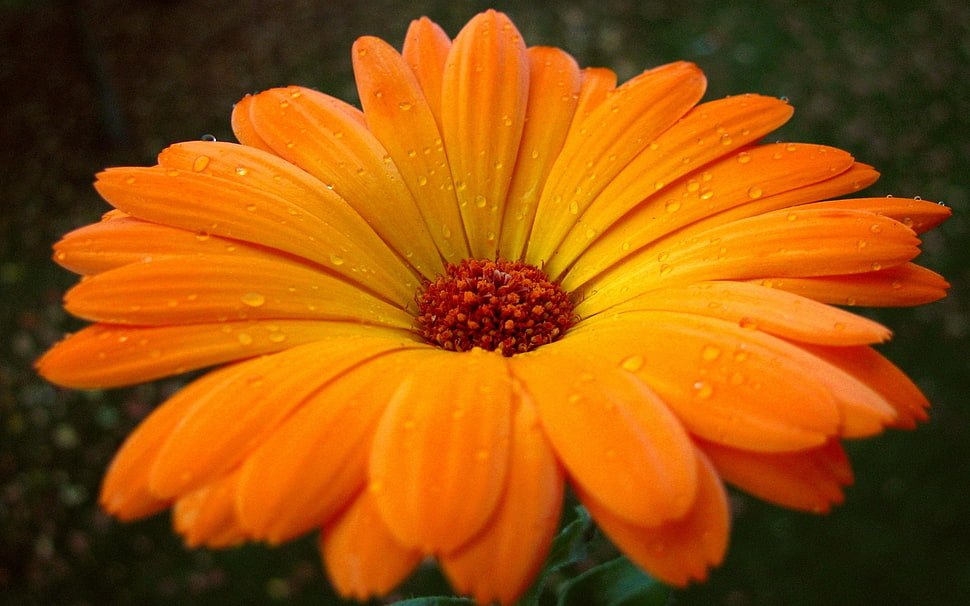 orange and red petaled flower HD wallpaper