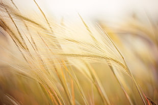 selective focus photography of green wheat plant HD wallpaper