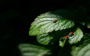 three red bugs on leaf during nighttime
