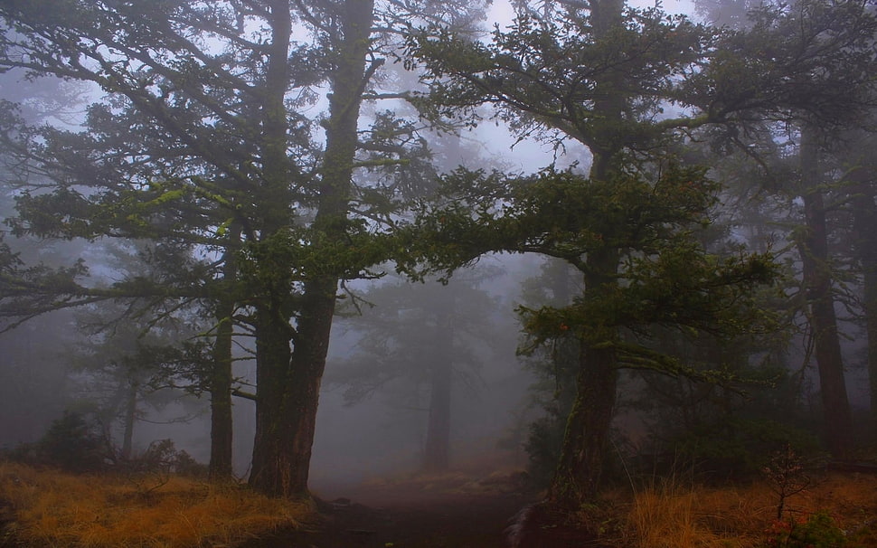 green leafed trees, mist, path, nature, landscape HD wallpaper