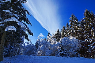 photo of trees covered with snow