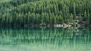 body of water near green leaf trees during daytime HD wallpaper