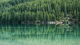 body of water near green leaf trees during daytime
