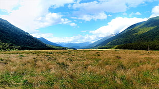 green and brown grass field, New Zealand, valley