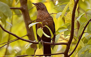 brown long-beaked bird on tree trunk HD wallpaper