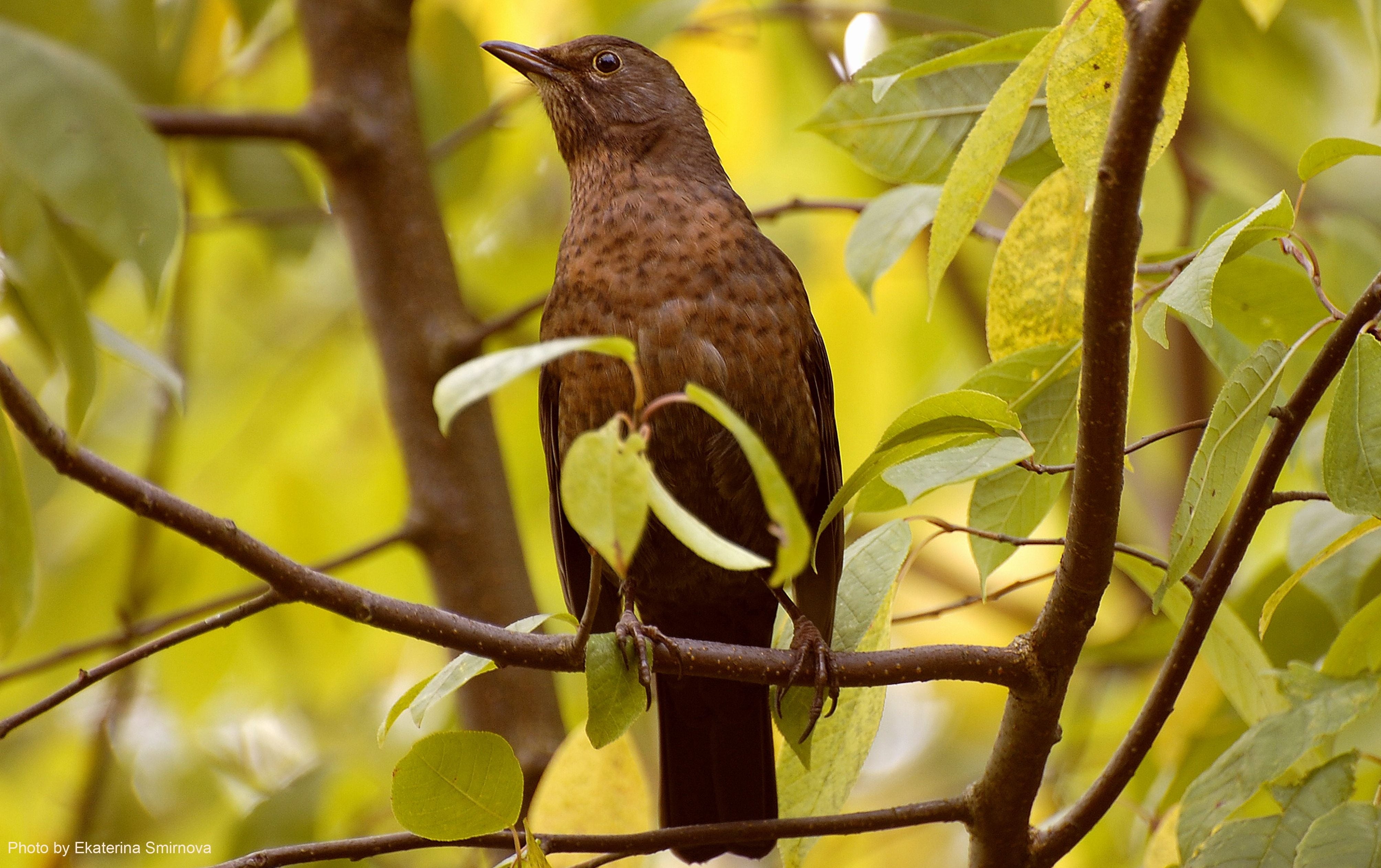 brown long-beaked bird on tree trunk