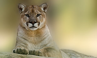shallow focus photograph of lioness
