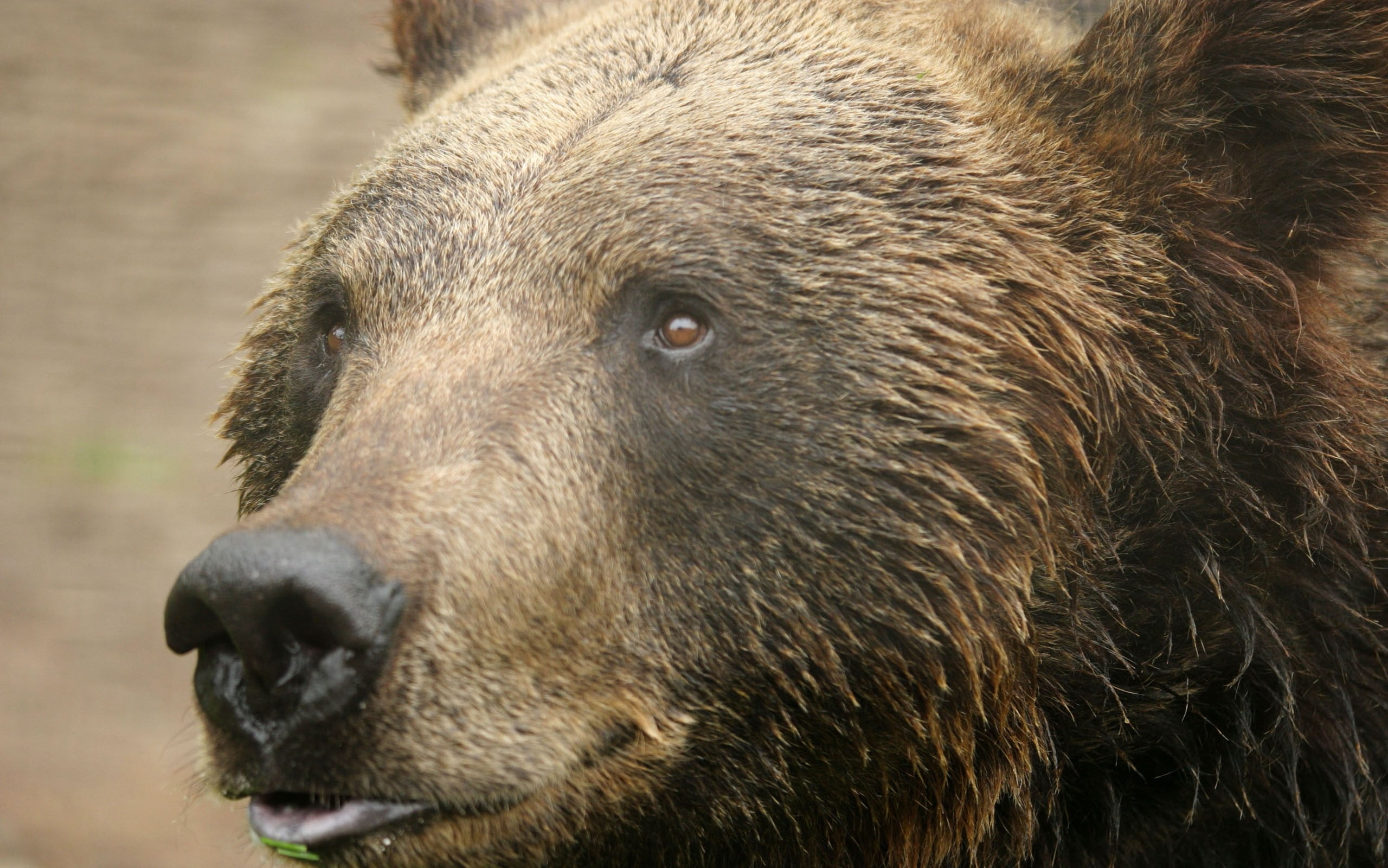 Какой нос у медведя. Медведь Гризли. Глаза медведя. Морда медведя. Лицо медведя.